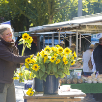 Sonnenblumen auf dem Findorffmarkt