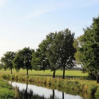 grüne Wiese mit Bäumen und Fluss