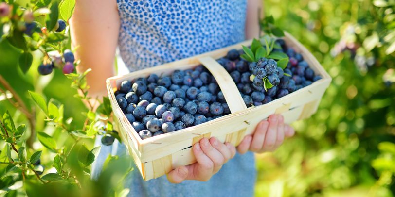 saisonkalender für obst und gemüse