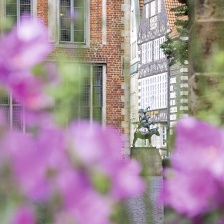 Bremer Stadtmusikanten durch Blumen fotografiert 