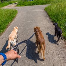 Ein Mann geht mit drei Hunden Gassi.