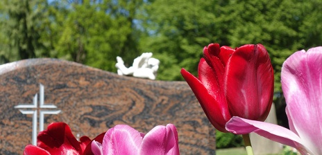 Ein Engel liegt auf einem Grabstein, der sich hinter blühenden Tulpen befindet