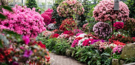 Bunte Azaleen in der botanika Bremen