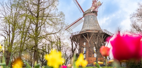 Im Vordergrund wachsen Tulpen, im Hintergrund steht eine Windmühle.