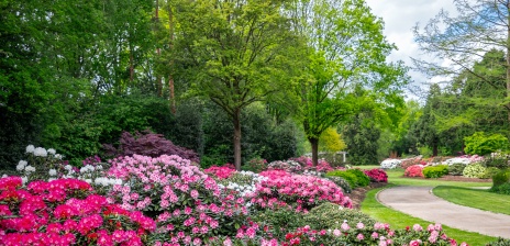 Ein Park in dem viele bunte Rhododendren blühen und ein Weg langführt.