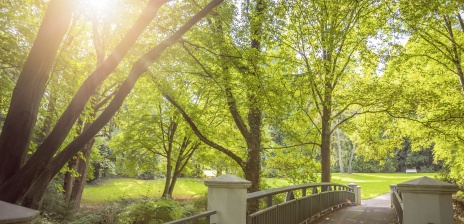 Eine Brücke führt durch einen Park. Die Sonne scheint durch das grüne Blätterdach.