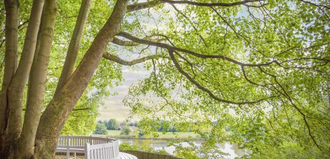 Eine weiße Bank steht unter einem großen Baum, der mit seinen grünen Blättern ein Dach bildet.