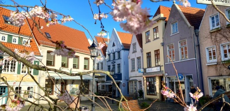 Blüten im Vorfrühling vor dem sonnigen Stavendamm im Bremer Altstadtviertel Schnoor