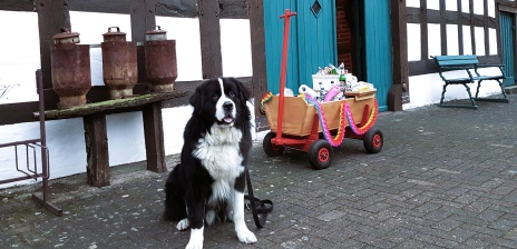 Ein großer, felliger, schwarz-weißer Hund sitzt vor einem Fachwerkhaus neben einem Bollerwagen, der für eine Kohlfahrt gefüllt ist.