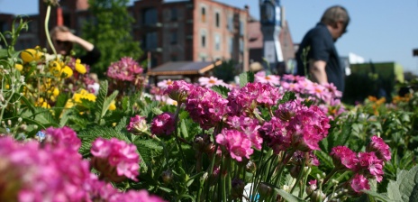 Im Vordergrund es Bildes sieht man einen Marktstand mit lila Blumen. Im Hintergrund sieht man verschwommen einen Verkäufer und ein Backsteingebäude.