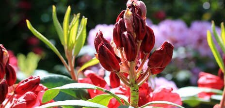 Blüte eines Rhododendron