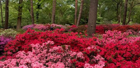 Ganz viele rote Rhododendronblüten im Rhododendronpark.