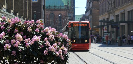Die Linie 3 in der Obernstraße, links im Vordergrund ein blühender Rhododendron.