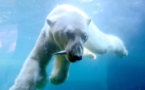 Ein Eisbär unter Wasser mit einem Fisch im Maul.