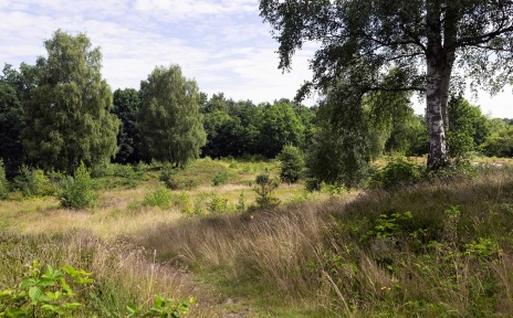 Bäume und Sträucher im Naturschutzgebiet Eispohl, Sandwehen und Heideweiher.