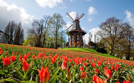 Windmill and a field of red tulips.