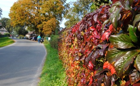 A leafy hedge colourfully coloured by autumn