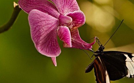 Ein Schmetterling an einer pinken Orchidee.