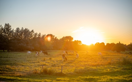 Kühe grasen bei Sonnenuntergang auf einer Wiese in den Wümmewiesen bei Bremen-Borgfeld, während warmes Abendlicht die Landschaft in goldene Farben taucht.