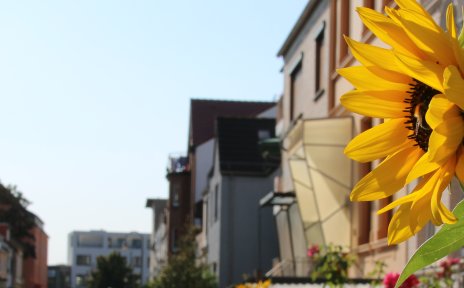A sunflower in a front garden in a street with typical old Bremen houses in Gröpelingen.