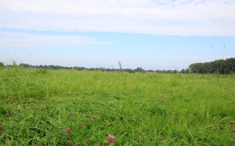 Blick auf eine grüne Wiese in Horn-Lehe