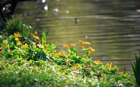 Moorblumen am Wasser