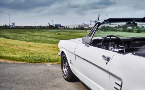 Im Vordergrund ein weißer Mustang, im Hintergrund der Ausblick auf eine Wiese