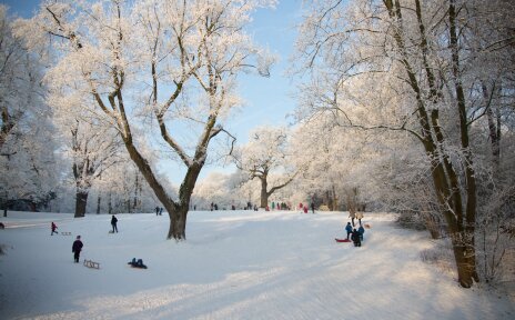 Schlitten fahrende Kinder und Erwachsene zwischen großen Bäumen im verschneiten Knoops Park
