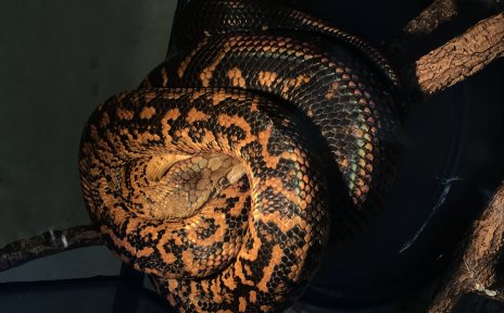 Eine hellbraun-schwarze Schlange, die zusammengerollt auf Ästen liegt
