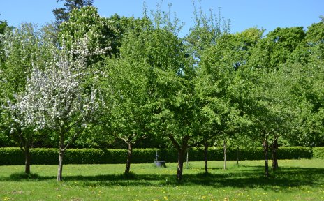 Obstbäume in Wätjens Park