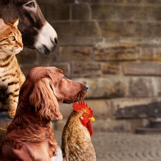 Donkey, dog, cat and rooster.