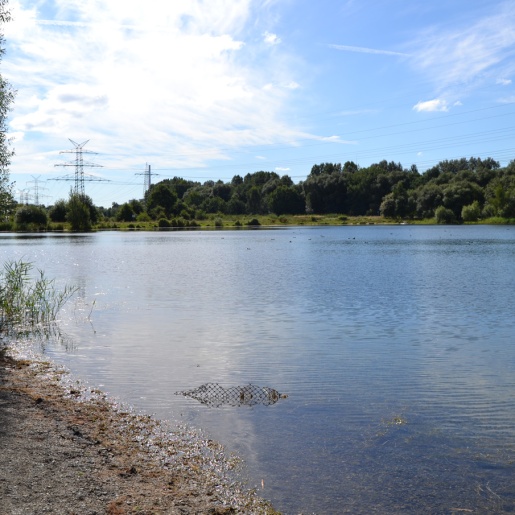 Der Sportparksee Grambke, links im Bild ein Baum, auf der anderen Seite des Sees ebenfalls Bäume.