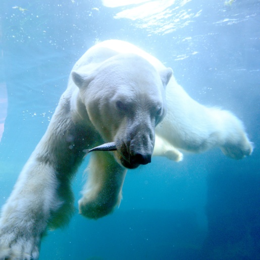Ein Eisbär unter Wasser mit einem Fisch im Maul.