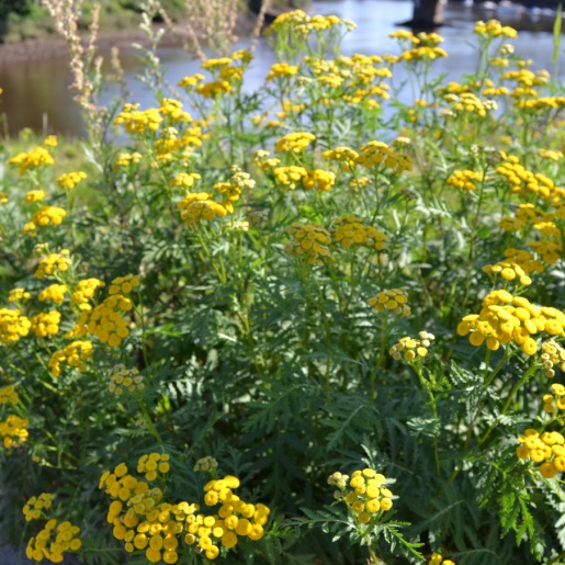 Gelbe Pflanzen, im Hintergrund ein Fluss.