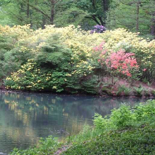Gelbe Rhododendronbüsche am Wasser