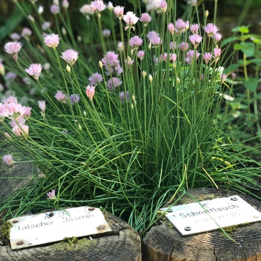 Blühender Schnittlauch im Blindengarten Bremen.
