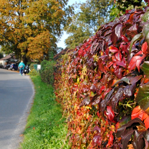 A leafy hedge colourfully coloured by autumn