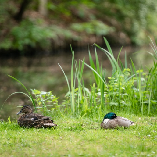 Two ducks sit on a meadow in the Bürgerpark. 
