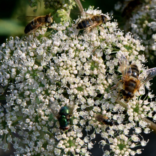 Auf einer Blume sitzen mehrere Bienen