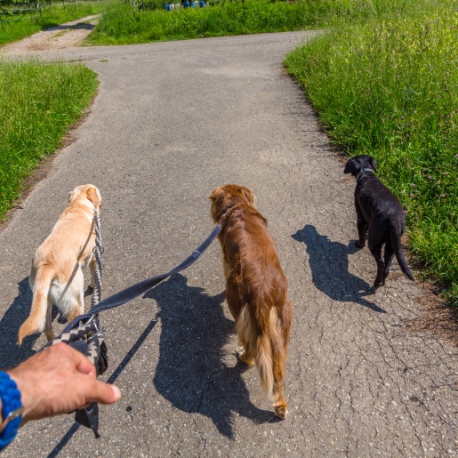 Ein Mann geht mit drei Hunden Gassi.