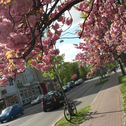 Ein Magnolienbaum in voller Blüte, dahinter eine Straße mit Autos; Quelle: MDR/privat