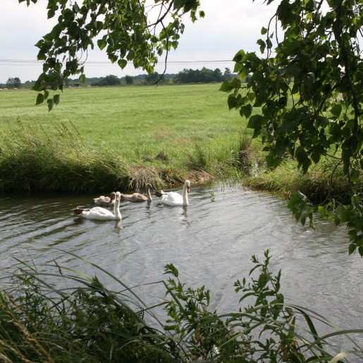 Zwei weiße Schwäne im Wasser; Quelle: I. Brettmann
