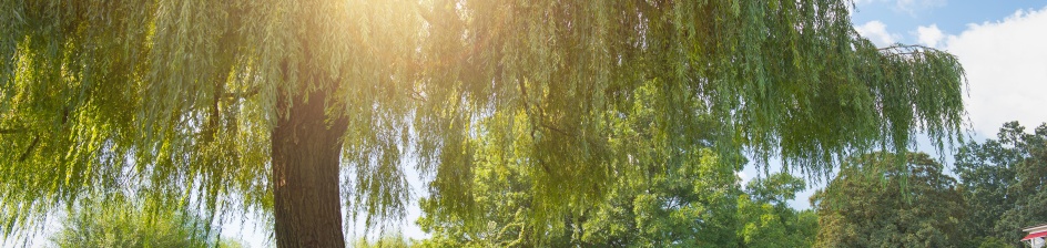Der grün bewachsende Osterdeich und ein großer grüner Baum.
