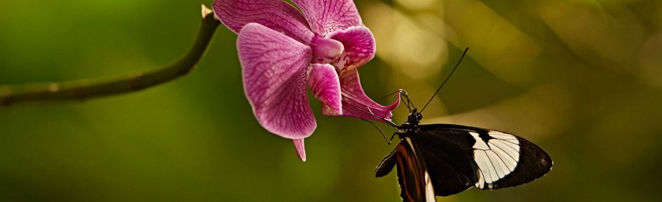 Ein Schmetterling an einer pinken Orchidee.