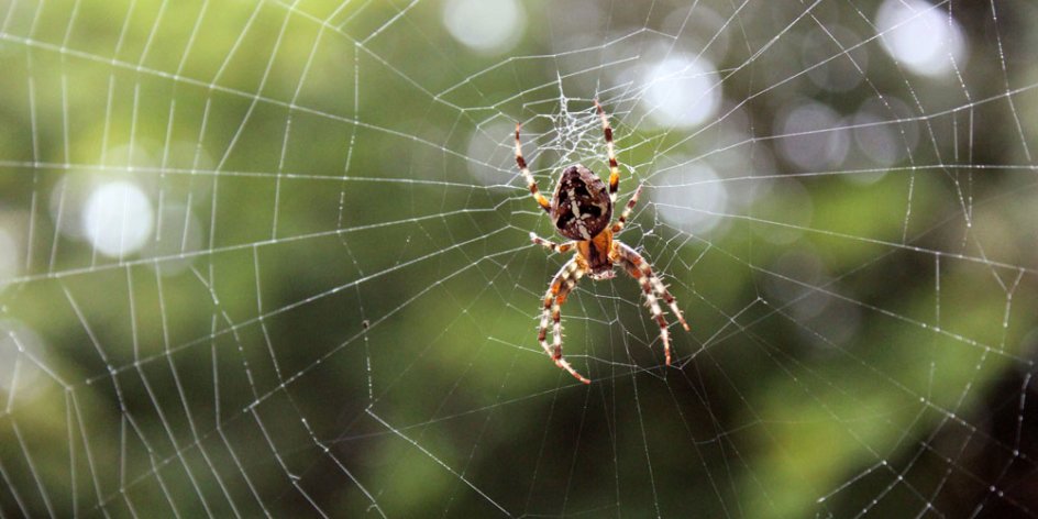 Eine Spinne sitzt in ihrem Netz