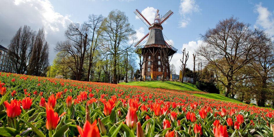 Windmill and a field of red tulips.