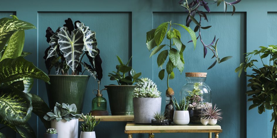 Verschiedene Pflanzen stehen in Blumenkübel und auf kleinen Tischen vor einer grünen Wand.