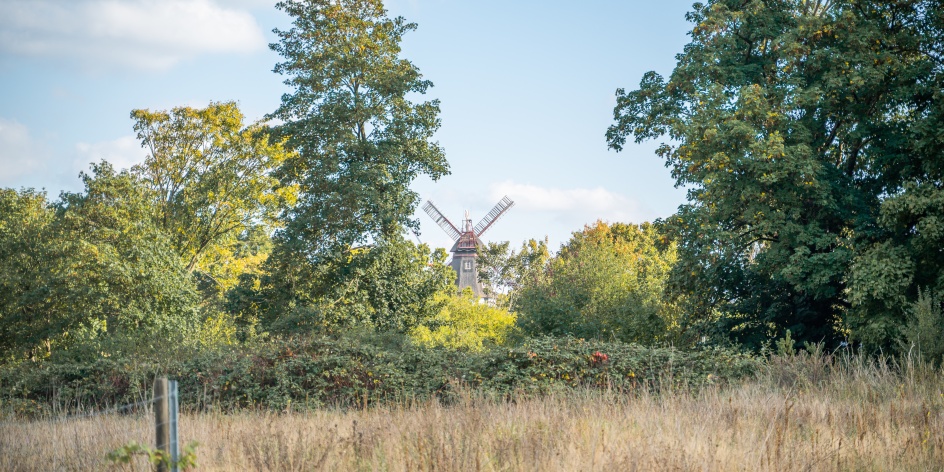 Eine Mühle ragt zwischen den Bäumen empor.