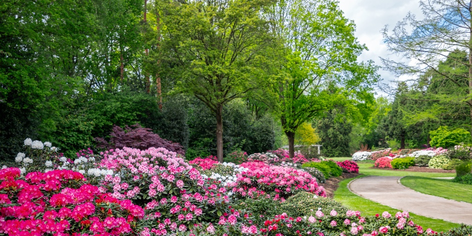 Ein Park in dem viele bunte Rhododendren blühen und ein Weg langführt.