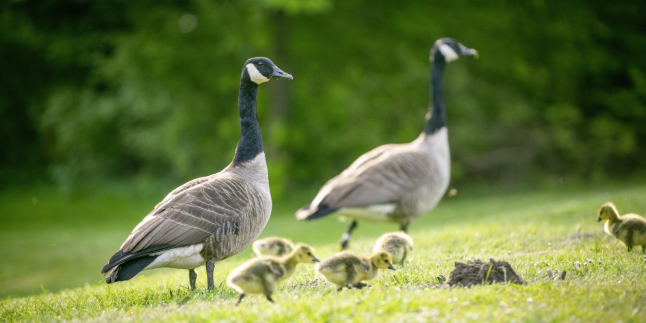 Eine Entenfamilie im Bürgerpark. 